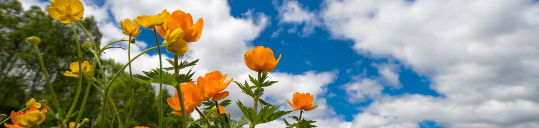 Early Spring Perth Early Spring in Western Australia – Farming Champions