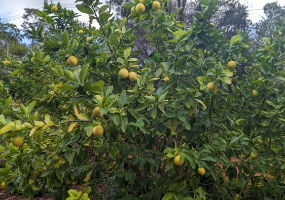 Lime tree with yellow limes