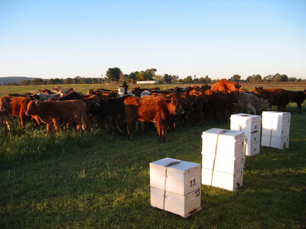 Cows in the background in a field with beehives at the front of the photo