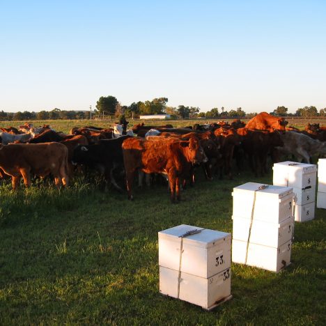 Celebrating the importance of farming in WA