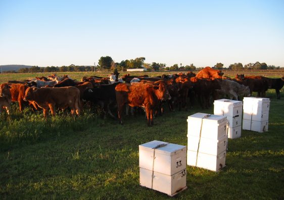 Cows in the background in a field with beehives at the front of the photo