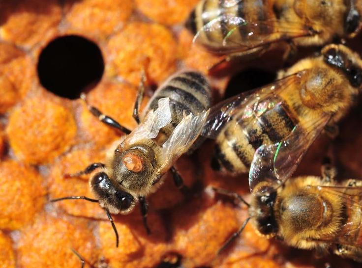Varroa Mite on Honey bee