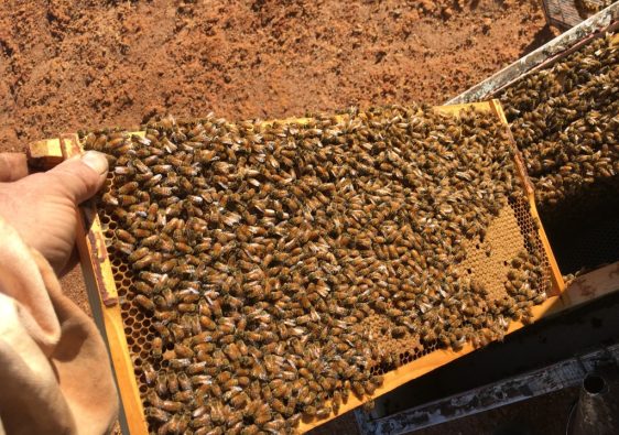 Brood frame