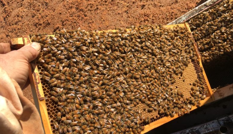 Brood frame