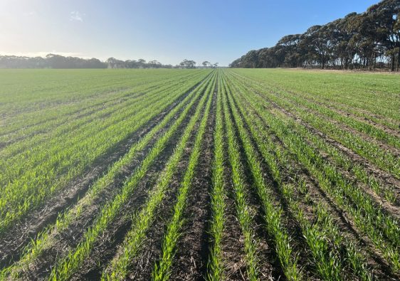 Wheat crops are up after a very dry start - roots robust thanks to biological fertiliser