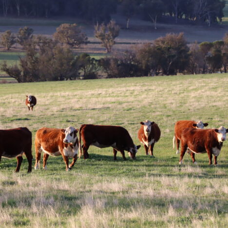 Cultivating Compassion: The Importance of Exposing Children to Farm Animals